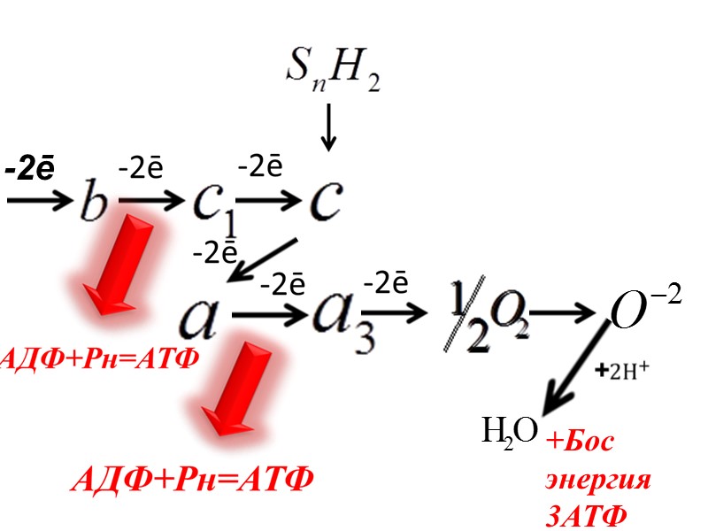 +Бос энергия 3АТФ -2ē